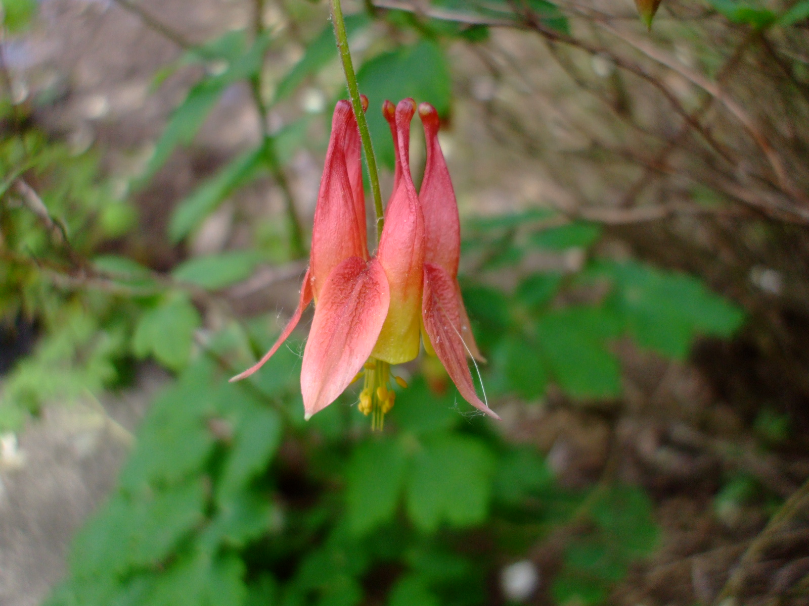 Aquilegia canadensis